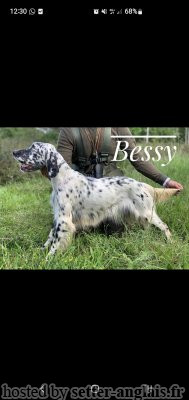 Setter Anglais ROVAL BESSY